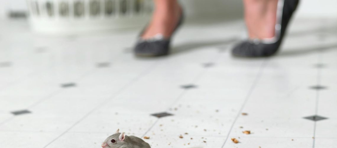 Souris dans la maison : comment les repousser ?